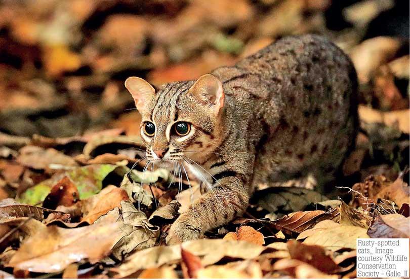 Uncover the Wild 1aa